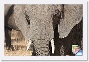 05Tarangire * (97 Slides)